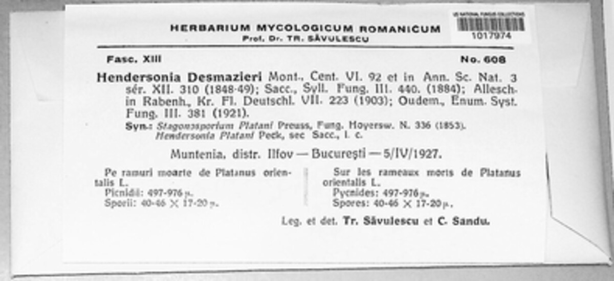 Macrodiplodiopsis desmazieri image